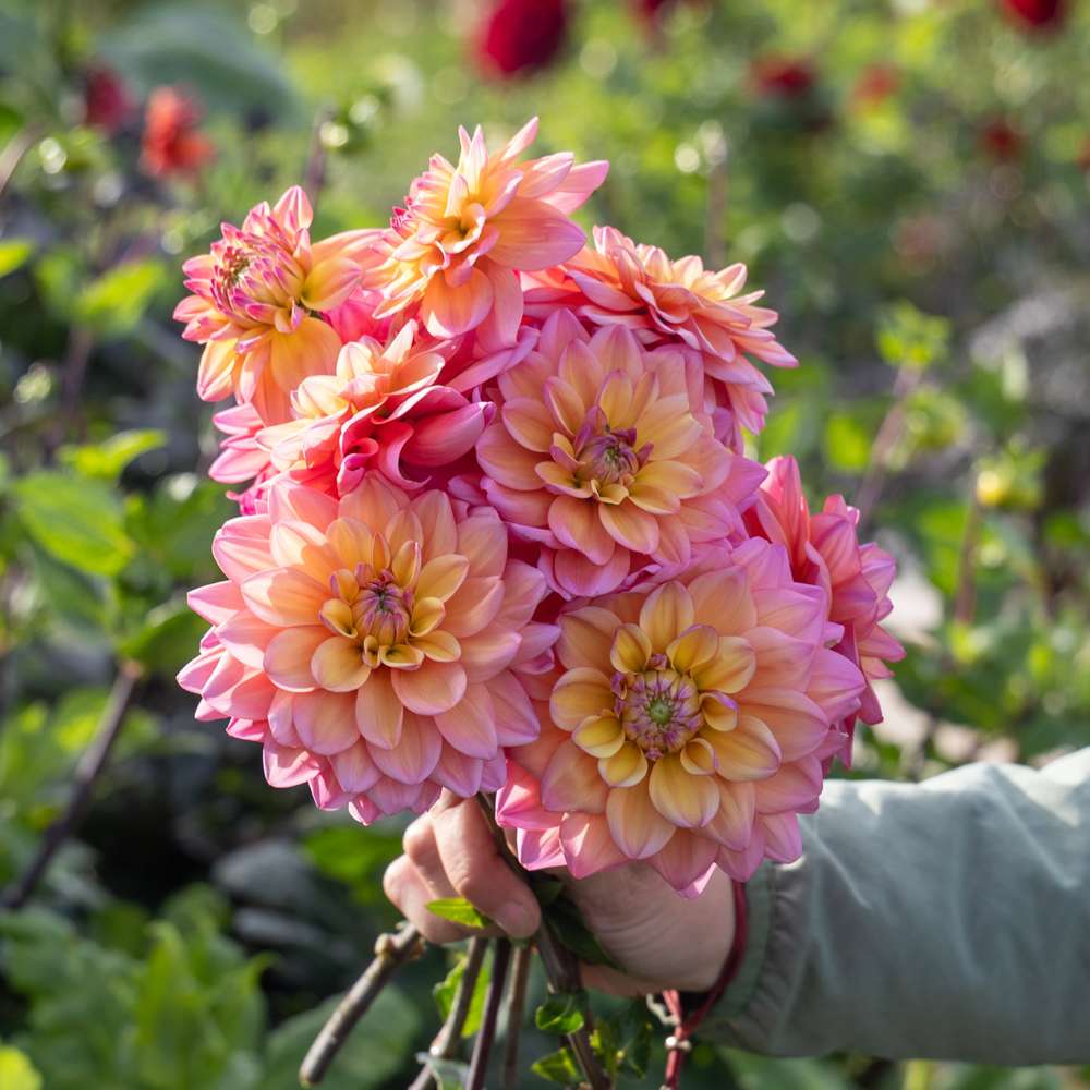 Dahlia 'Great Silence'